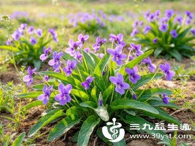农村常见的“地丁草”泡水喝竟这么厉害 清热解毒消炎症