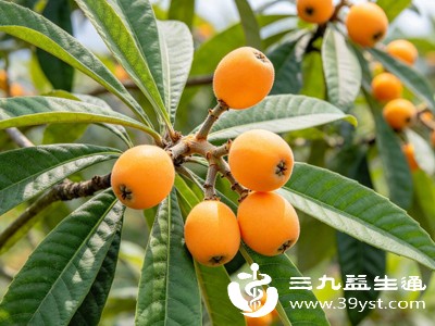 不起眼的枇杷叶竟是天然“调理师” 学会这招全家受益
