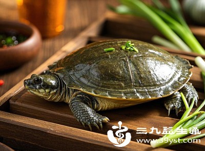 甲鱼确实营养价值不低。它富含优质蛋白质,脂肪含量却较低,还含有多种维生素和钙、磷、铁、锌等矿物质 甲鱼确实营养价值不低。它富含优质蛋白质,脂肪含量却较低,还含有多种维生素和钙、磷、铁、锌等矿物质