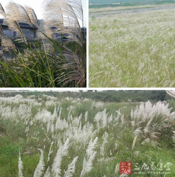 文人常以菅芒花"无香无味"的特质,比喻出自寒门的贫家女