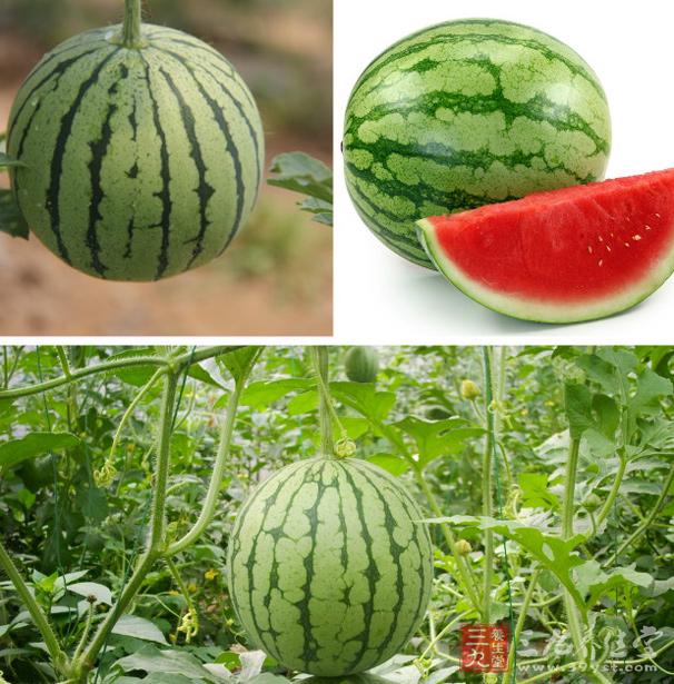 [精品]8西瓜和冬瓜