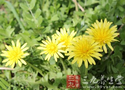 婆婆丁的种类 26_110412103643_1.jpg