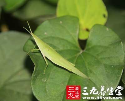 鱼腥草种植方法 1450306262-6.jpg