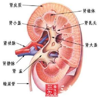 iga肾病是肾病综合症吗 14333154Z-0.jpg