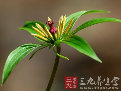 七叶一枝花薯,七叶一枝花种植技术_大山谷图库