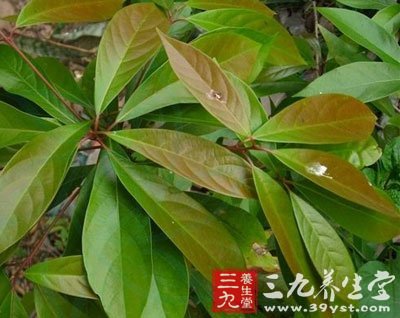 紫叶楠,罗叶楠,叶楠_大山谷图库