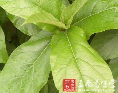对叶榕图片,高山榕树图片,大果榕_大山谷图库