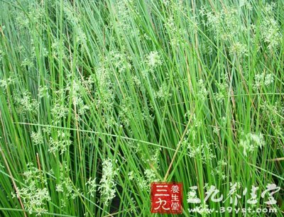 灯心草图片大全节节草,灯心草的图片详细图片,灯心草饮片图片(第13页)_大山谷图库
