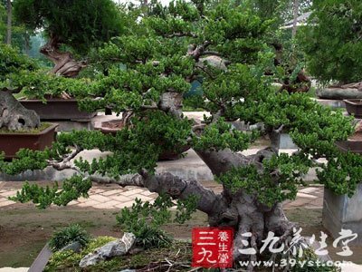 最大的榔榆树盆景图片,榆树盆景造型图,大型榆树老桩盆景图片_大山谷图库