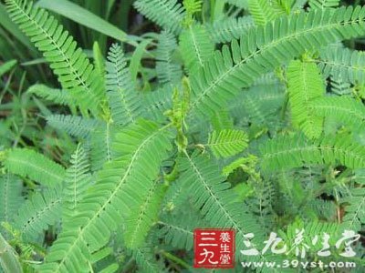 皂角怎么用法 145AB2H-0.jpg