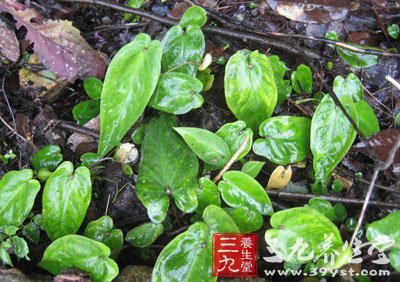 剪刀草】xeris polycephala cass-benth 多头苦荬,为双子叶植物药