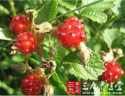 地莓图片,地果图片,花图片(第3页)_大山谷图库