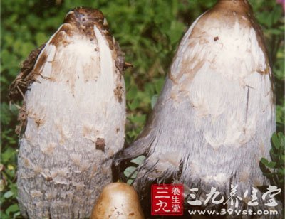 担子菌纲,子囊菌和担子菌,担子菌(第4页)_大山谷图库