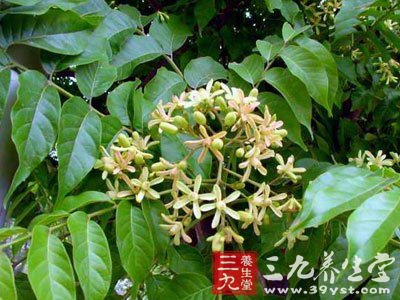 麻楝果实,果实,麻楝树果子_大山谷图库