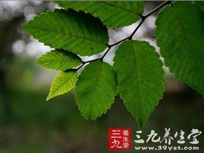 榉树叶脉类型,叶脉类型,树叶叶脉_大山谷图库