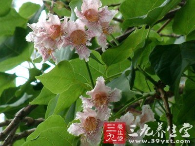 梓白皮,连翘,葶苈子_大山谷图库
