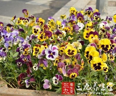 民福康健康 养生百科 中草药大全【出处】出自《中国药植图鉴》