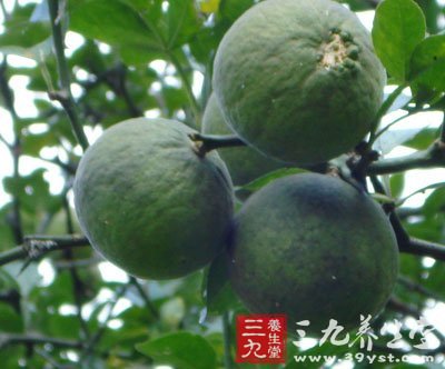 枸橘和枳实,枳实与枳壳图,枳壳和枳实图片区别_大山谷图库