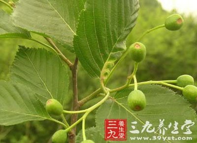 小榆是什么意思,茶榆是什么意思,榆惟的意思(第2页)_大山谷图库