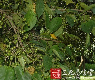 止咳化痰的中草药根 1609214138-0.jpg
