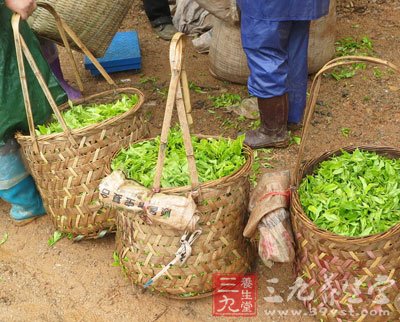 鐵觀音與綠茶加工工藝方面