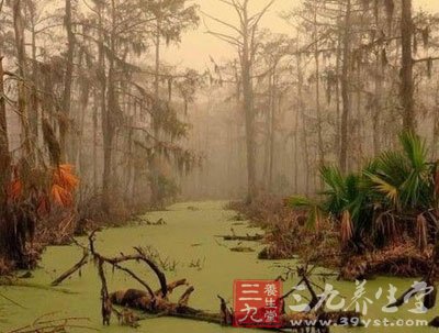 该沼泽有一个别名&