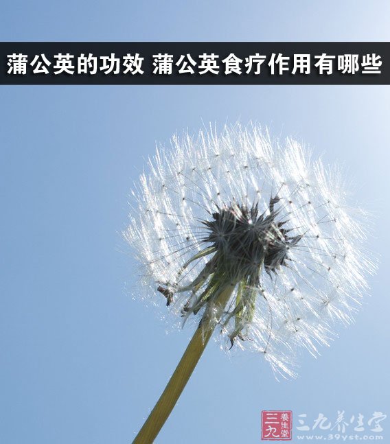 蒲公英的作用(蒲公英的作用和功效与禁忌)-第1张图片-鲸幼网