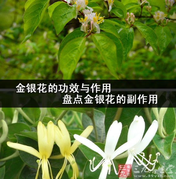 金银花的功效与作用 盘点金银花的副作用