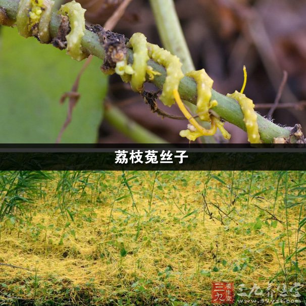 功效與作用 病原,拉丁文名稱及分類地位 : 日本,菟絲子(cuscuta