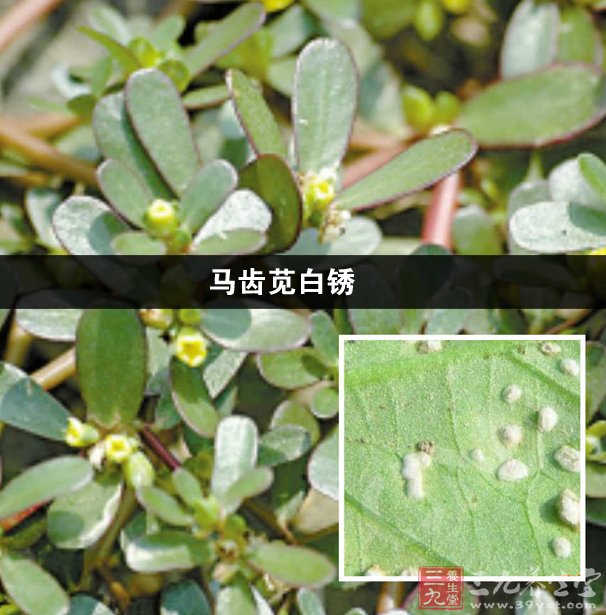 马齿苋白锈