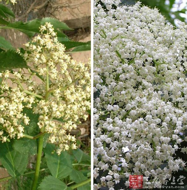 這些花可用來製作接骨木花酒和蘇打.