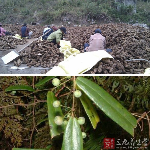 土茯苓的功效與作用 【性味】甘淡,平.