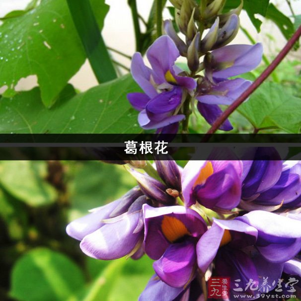 葛根花简谱_儿歌简谱