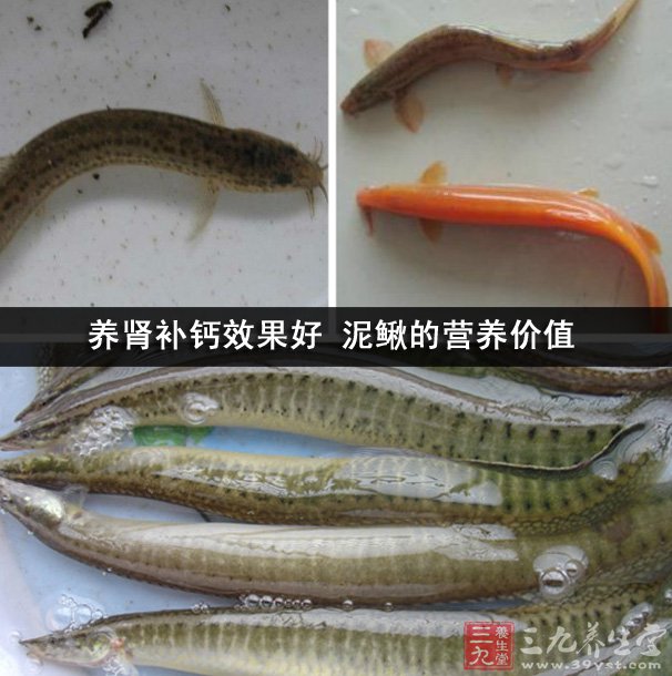 养肾补钙效果好 泥鳅的营养价值