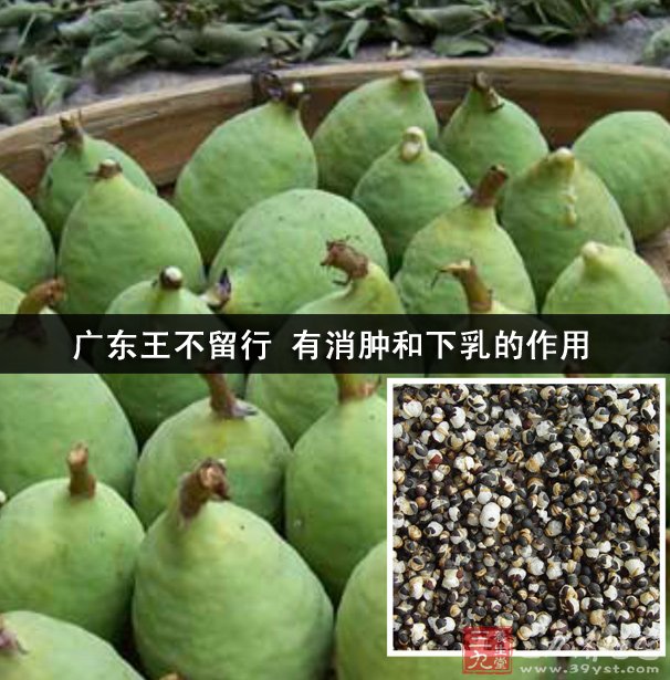 广东王不留行 有消肿和下乳的作用