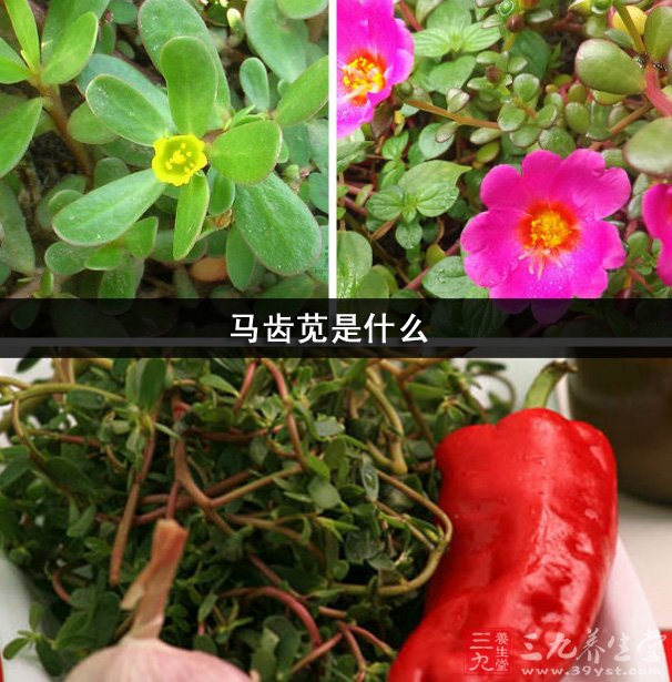 马齿苋是什么