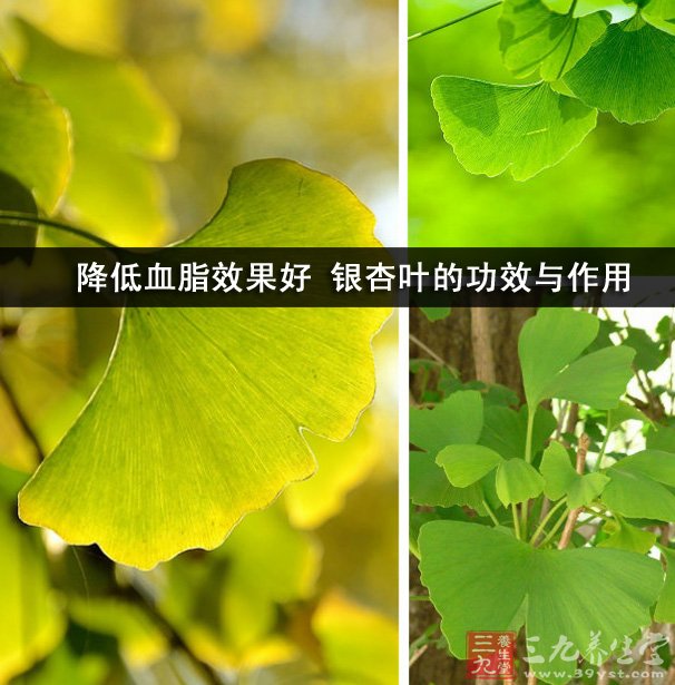降低血脂效果好 银杏叶的功效与作用