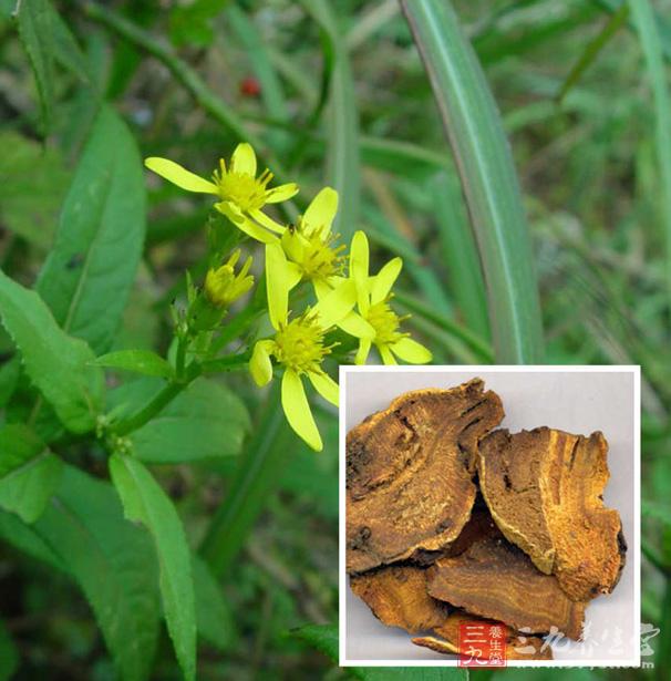 取千里光50克,大黄30克,将上药放入70%酒精400毫升中浸泡一周后备用