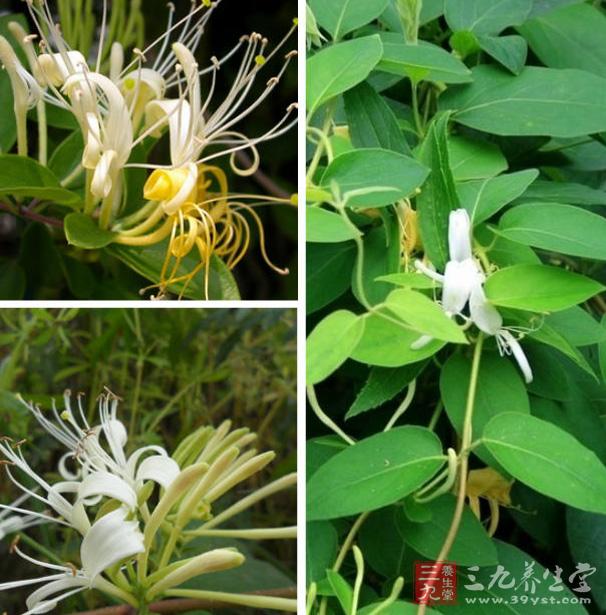 做法:将药材金银花30克,甘草10克,薄荷5克加1500毫升水先煎沸,改小火