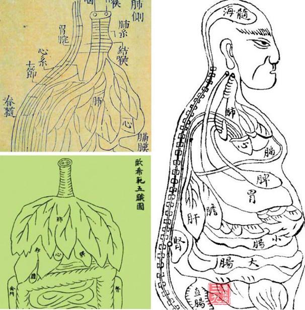 并由此产生了两部人体解剖学图谱《欧希范五脏图》和《存真图》