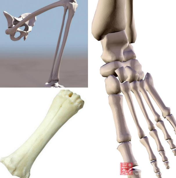 骨骼构成骨架,维持身体姿势