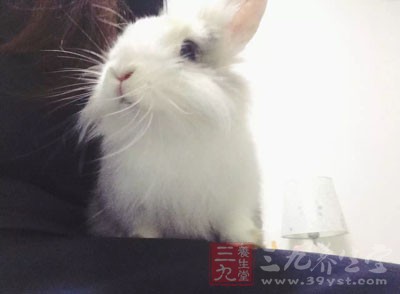 兔子到底能不能吃肉 20160724040634305.jpg